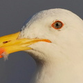 Gull Head, Tongoy, Chile